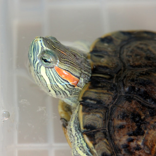 素敵な里親様に出会いました。ありがとうございました