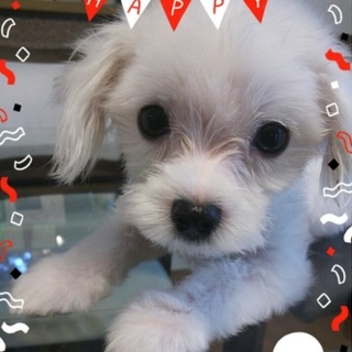 小さな王子様★マルチーズのマル君