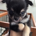 子犬　ちわぷー　MIX