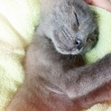 生後2ヶ月！かわいい子猫です！