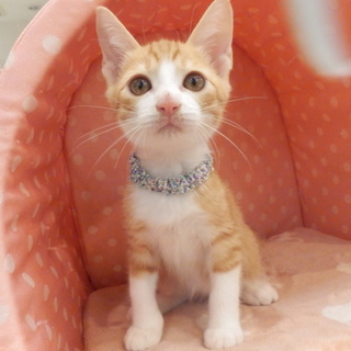 生後２ヵ月半茶白♂