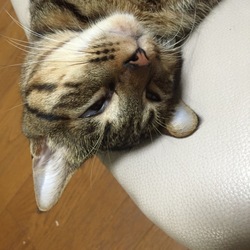 それぞれの安らぎの場所