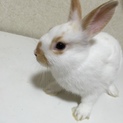 3ヶ月子うさぎ