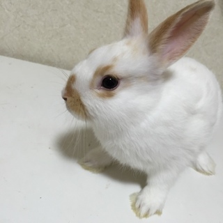 3ヶ月子うさぎ