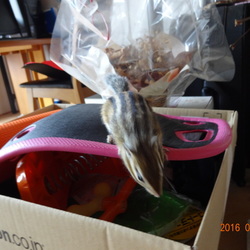 こたろう、写真を嫌う。