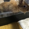 うさぎ 