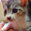函館☆子猫☆里親募集