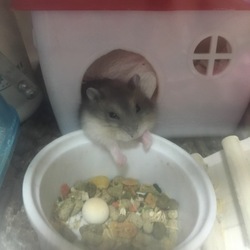 明日は里子に出す日
