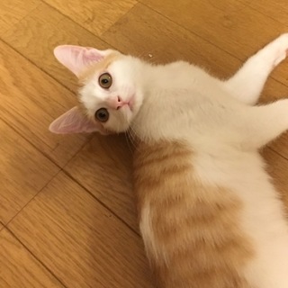 素敵なご家族様に迎えていただきました‼︎