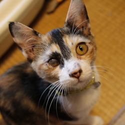 保護中の３ニャン