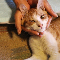 「保護中の３ニャン」サムネイル2