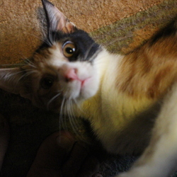 「保護中の３ニャン」サムネイル3