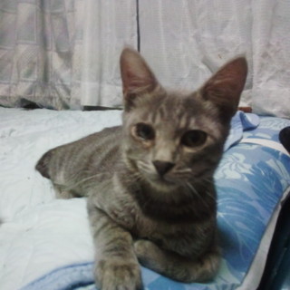 ブルータビーの甘々ちゃん、生後4ヶ月男の子♪