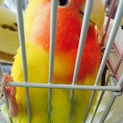 コザクラインコ＊里親決定