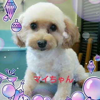 とっても穏やか癒し系ピカピカ笑顔のマイちゃん