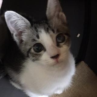 ワン&ニャン慣れ度★★★★★