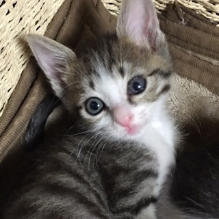 ワン&ニャン慣れ度★★★★★