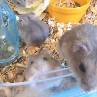 8/25頃誕生＊ジャンガリアンハムスター３匹