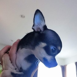 まだまだ暑いワン！