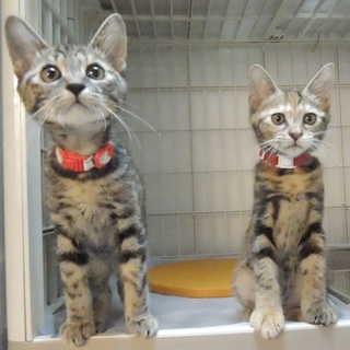 美猫♪アメショ柄サビ姉妹の里親さん募集中！