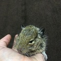 デグーマウス！アグーチ♂2匹