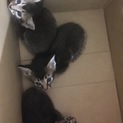 アビシニアンっぽいMIX家族募集！