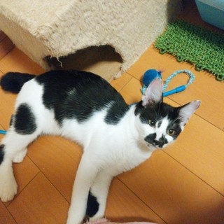 活発で甘えるのも大好きなヒゲちゃん！