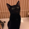 里親様決定しました＊黒猫の男の子