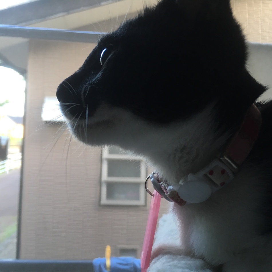 アメチーのカバー写真