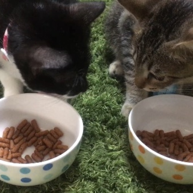 tamakazuのカバー写真