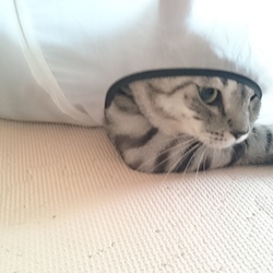 猫トンネルの効能