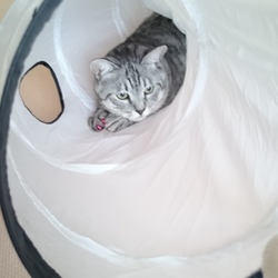 「猫トンネルの効能」サムネイル2