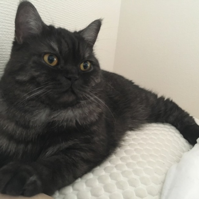 かぼすみかんのカバー写真