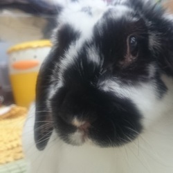 「今日はひさびさ全員登場で(もち編)」サムネイル1