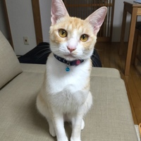 ココ