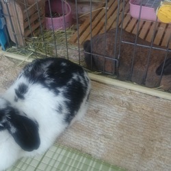 「今日はひさびさ全員登場で(もち編)」サムネイル2