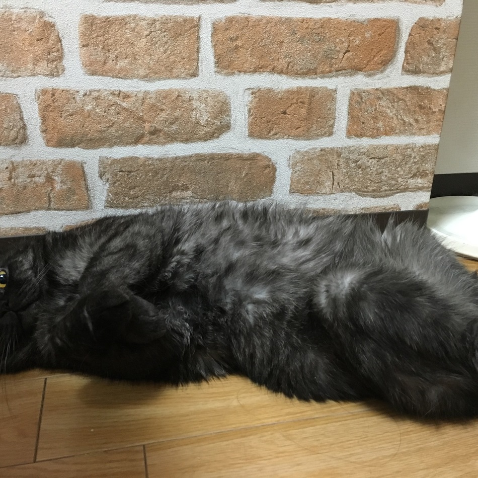 かぼすのカバー写真