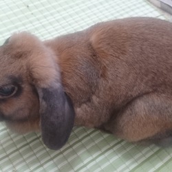 「全員登場(ちくわ編)」サムネイル1