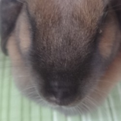 「全員登場(ちくわ編)」サムネイル2