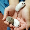 パールホワイトの赤ちゃん