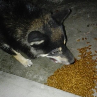迷い犬です。急募です！