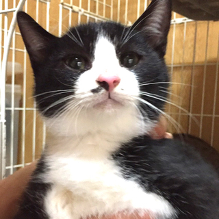 鼻毛がチャームポイントの白黒男の子！