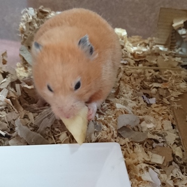 リンゴにかぶりつく。