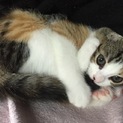 甘えん坊の仲良し双子の子猫