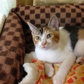 甘えん坊の三毛猫ちゃん