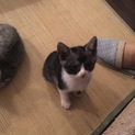 生後一カ月半の子猫ちゃん♪