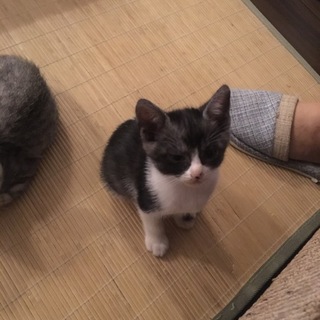 生後一カ月半の子猫ちゃん♪