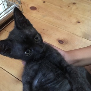 保護猫。元気いっぱい黒猫のSuu2ヶ月