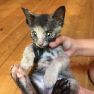 保護猫。おっとりサビ猫のHam2ヶ月。