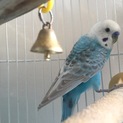 セキセイインコ お喋り好きな2歳